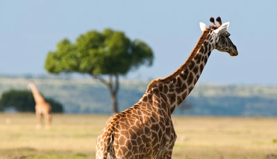 Картинка: Жираф, пятна, шея, саванна
