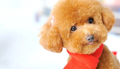 Image: Dog, puppy, snout, eyes, beads, plush, scarf