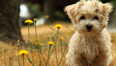Image: Puppy, dog, hair, eyes, nose, sitting, nature, dandelion, day