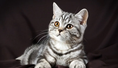 Image: Kitten, gray, snout, stripes, wool, lies