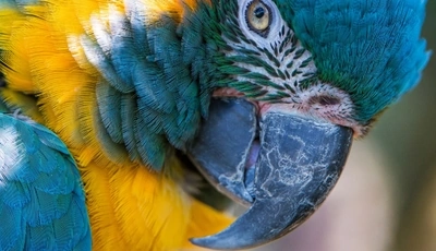 Image: Macro, parrot, bird, feathers, beak, blue, yellow