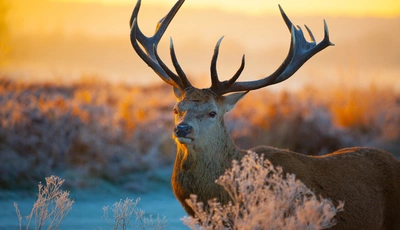 Image: Олень, рогатый, рога, зима, смотрит, закат, природа