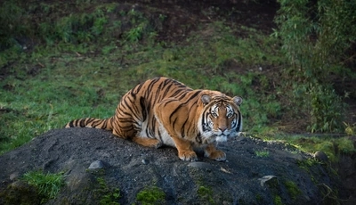 Image: Tiger, striped, predator, sitting, look, watching, hillock, nature, vegetation