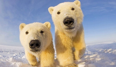 Картинка: Медведь, белый, пара, снег