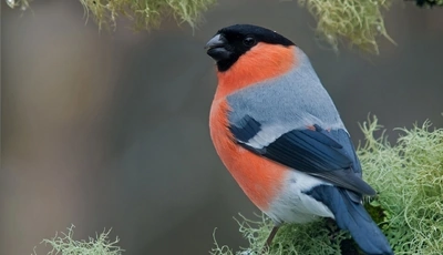 Image: Птица, снегирь, красный, ветка, сидит, мох, лишай