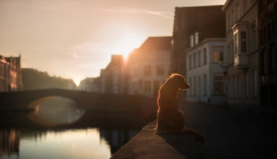 Картинка: Собака, сидит, закат, вода, мост, дома, улица