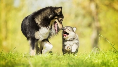 Image: Dog, puppy, couple, walk, run, joy, grass, green, summer
