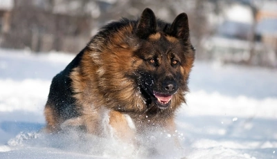 Image: Dog, German shepherd, long-haired, running, snow