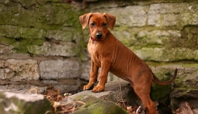 Image: Собака, немецкий пинчер, порода, стоит, кирпичи, стена