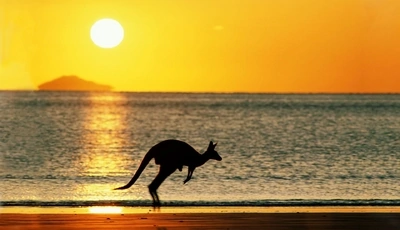 Картинка: Море, пляж, берег, кенгуру, скачет, солнце, закат