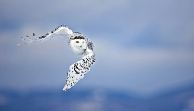 Image: Сова, полярная, птица, взгляд, хищник, в полёте, белая, пятнистая, в небе, летит, небо