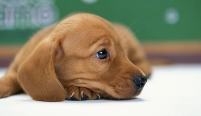 Image: Щенок, такса, собака, морда, нос, глаз, ухо, шерсть, смотрит, грусть, настроение