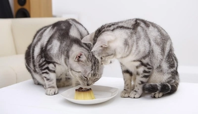 Image: Cat, two, eating, jelly, plate, table