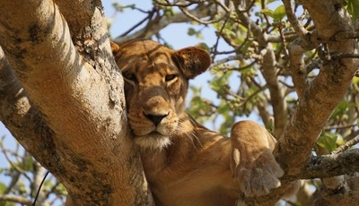 Image: Lioness, predator, tree, rest, shadow