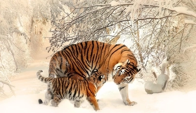 Image: Тигр, тигрёнок, хищник, морда, полоски, зима, снег, деревья