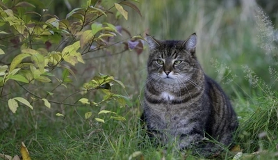Image: Кот, сидит, толстый, взгляд, трава, ветки, листья