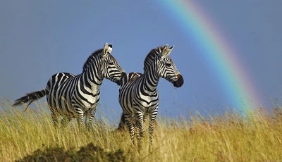 Картинка: Зебра, полоски, непарнокопытные, трава, небо, радуга