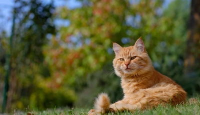 Image: Кот, рыжий, морда, лежит, трава, солнце, отдых