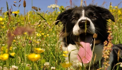 Image: Собака, язык, жарко, трава, поле, цветы, лежит, лето