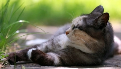 Картинка: Кошка, шерсть, лежит, отдых, профиль, морда, травинки, лето, тень