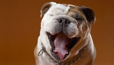 Image: Bulldog, muzzle, nose, language, yawns, collar, chain