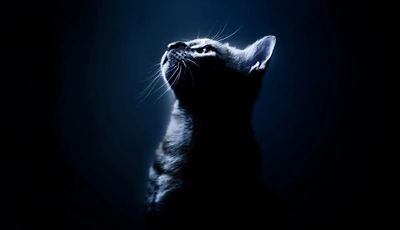 Image: Кошка, морда, усы, профиль, смотрит