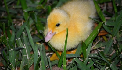 Картинка: Утёнок, птенец, жёлтый, трава