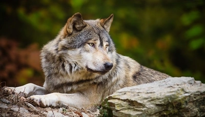 Image: Волк, хищник, взгляд, глаза, шерсть, лежит