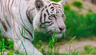 Image: White, tiger, grass, look, sneaks
