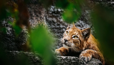 Image: Lynx, predator, nature, snout, look, stones