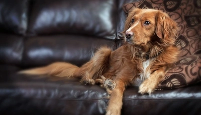 Image: Dog, muzzle, eyes, look, hair, legs, lying, sofa, pillow