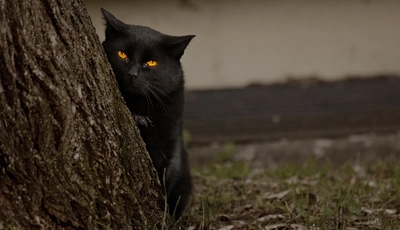 Image: Cat, black, eyes, view, wood, grass