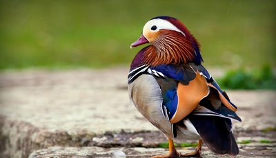 Image: Утка-мандаринка, птица, оперение, разноцветное, яркое
