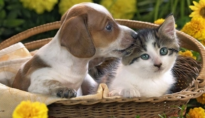 Image: животные, собачка, котик