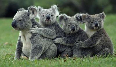 Картинка: Животные, коала, вместе на прогулке
