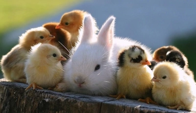 Image: животные, семья, цыплята, заяц