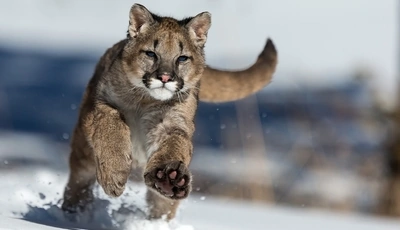 Картинка: Пума, хищник, зверь, кошка, бежит, снег, зима