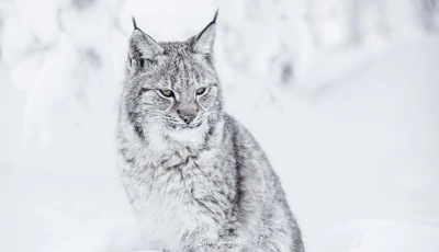 Image: Lynx, cat, predator, winter, snow, photography, Cecilie Sønsteby