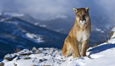 Image: Животные, зима, львица
