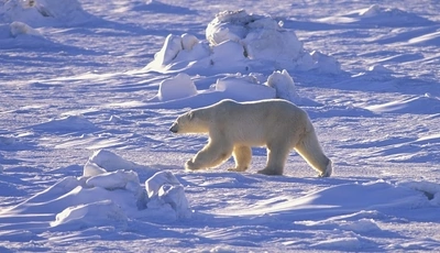 Картинка: Белый медведь, идёт, пустыня, солнечный день, снег, зима