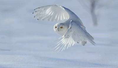 Картинка: Белая сова, зима, снег, птица, полярная сова, крылья