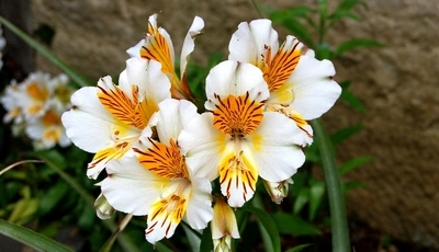 Image: Alstroemeria, flower, white, blooms