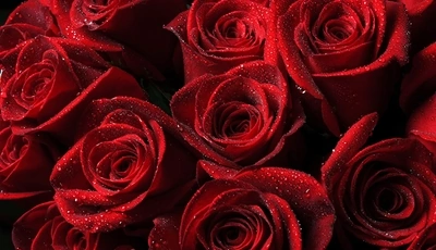 Image: Розы, лепестки, букет, капли, вода