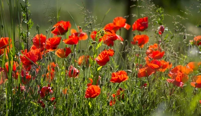 Image: Poppy, flowers, grass, sunlight, summer