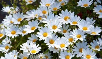 Image: flowers, chamomiles, many, white, petals