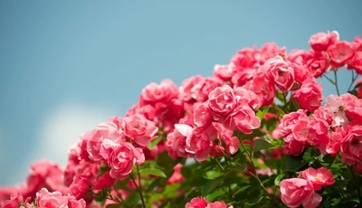 Image: Flowers, roses, shrub, sky