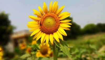 Image: Sunflower, insect, bee, field, blur