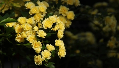 Image: Rose, shrub, yellow