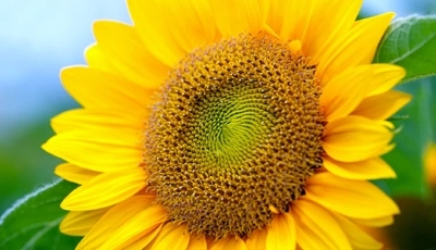 Image: Sunflower, yellow, seed, energy, sun