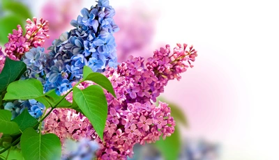 Image: Lilac, flowers, bright